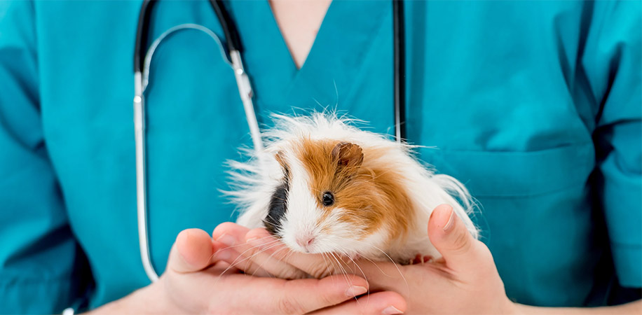 Imagem intro de clinica veterinaria rainha do egito