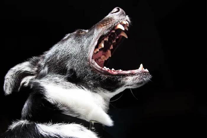 imagem de Serviços dentários