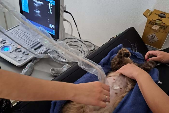 imagem de Raio X e ultrassom