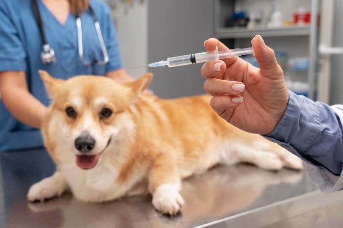 imagem de Vacinas